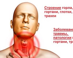 Строение горла и гортани человека — функции, анатомия, глотка, гортань, трахея: фото с описанием, заболевания, патологии, травмы