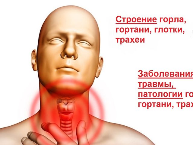 Строение горла и гортани человека — функции, анатомия, глотка, гортань, трахея: фото с описанием, заболевания, патологии, травмы