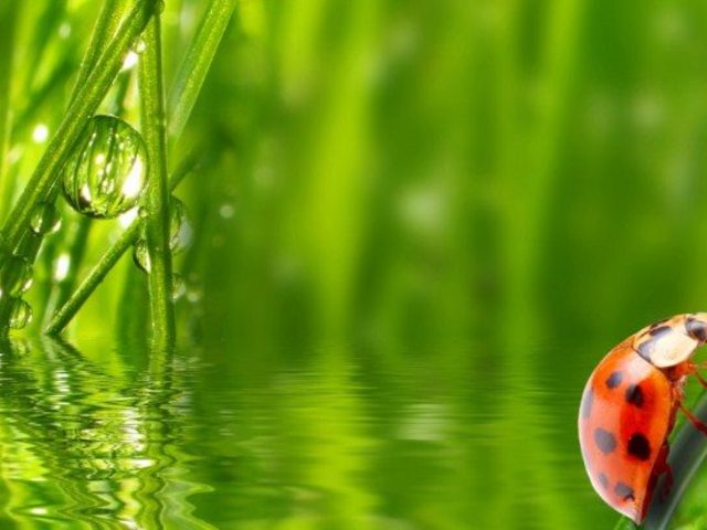 Приметы о воде в емкости, разлитой, остальные приметы о воде, приметы о росе. Как следует давать и делиться водой: приметы