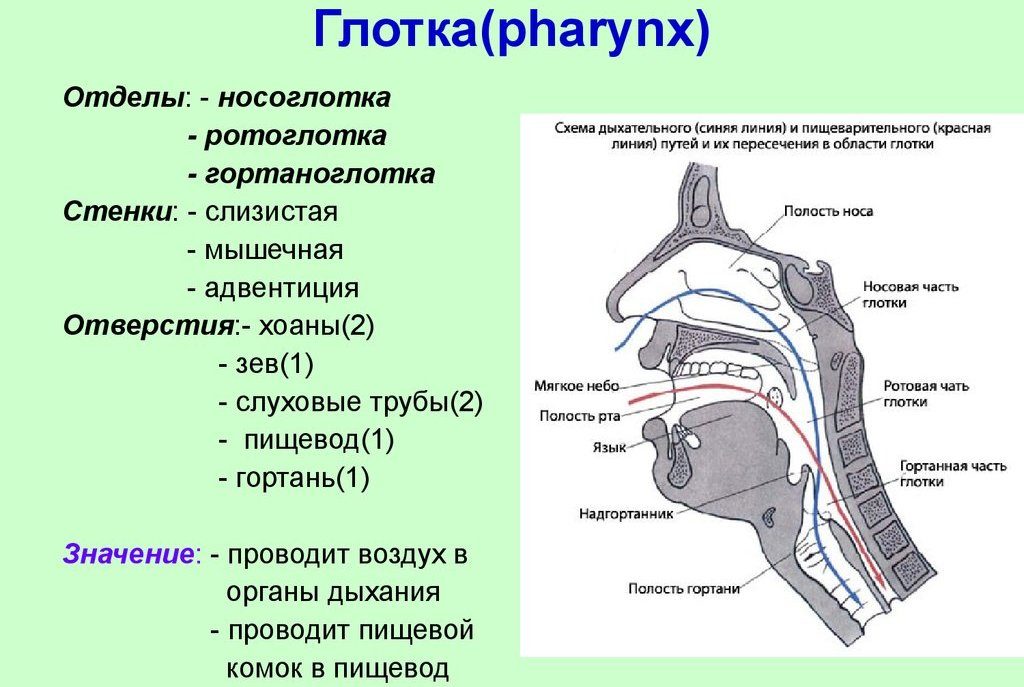 Анатомическое строение глотки