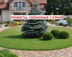 Почему нельзя сажать елки на участке: приметы, мнения экспертов, правила
