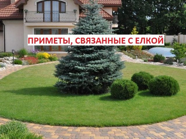 Почему нельзя сажать елки на участке: приметы, мнения экспертов, правила