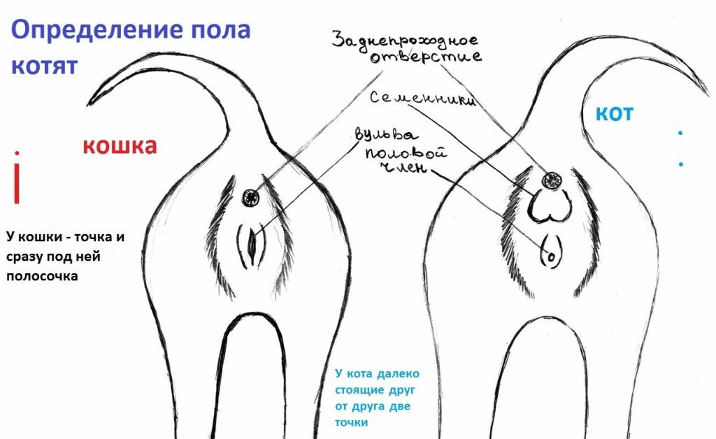 В первые недели