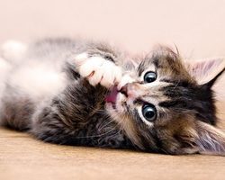Оптимальный возраст для определения пола котенка. Характерные признаки полов родившихся котят. Определение пола на первых неделях жизни котенка: по кошачьему окрасу, мордочке, комплекции. Народные методы определения кошачьего пола