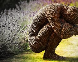 Новое насекомое убийца в Индии: смертельный жук или очередной фейк?