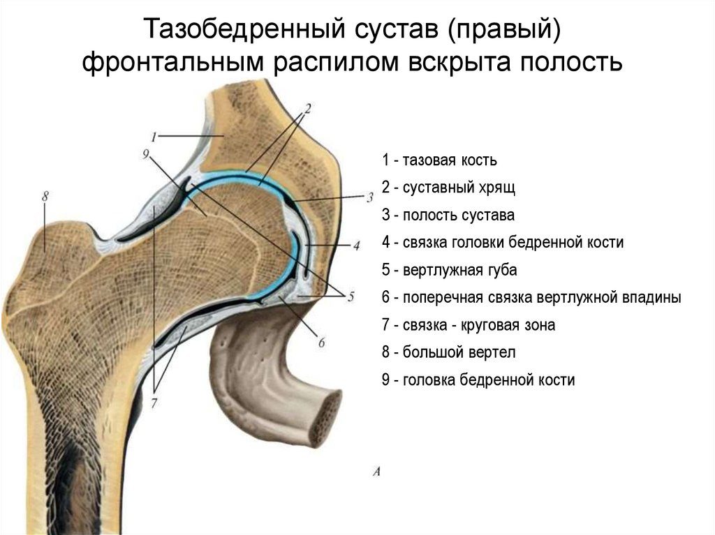 Тазобедренный узел: из чего состоит