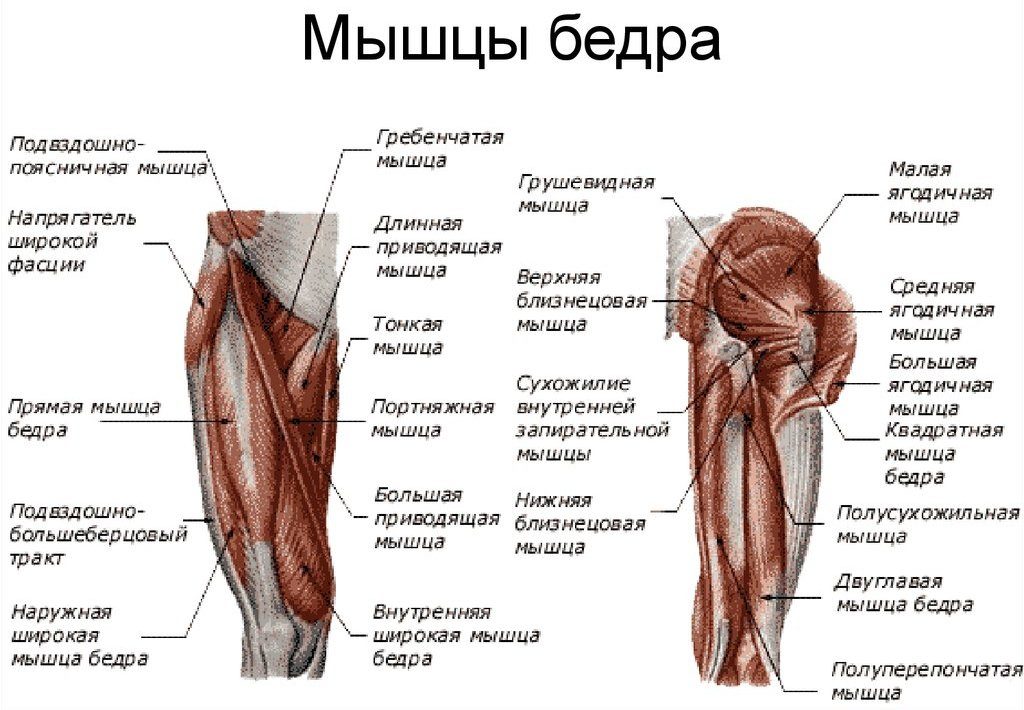 Мускулы возле бедренного узелка