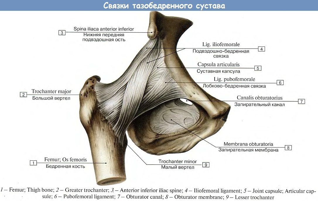 Наименование связующих тканей бедренного узелка