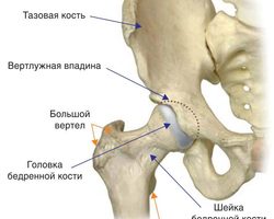 Тазобедренный сустав: строение, связки, мышцы, нервы, анатомия, кровоснабжение, движения в бедренном суставе. Какие кости участвуют в образовании тазобедренного сустава?