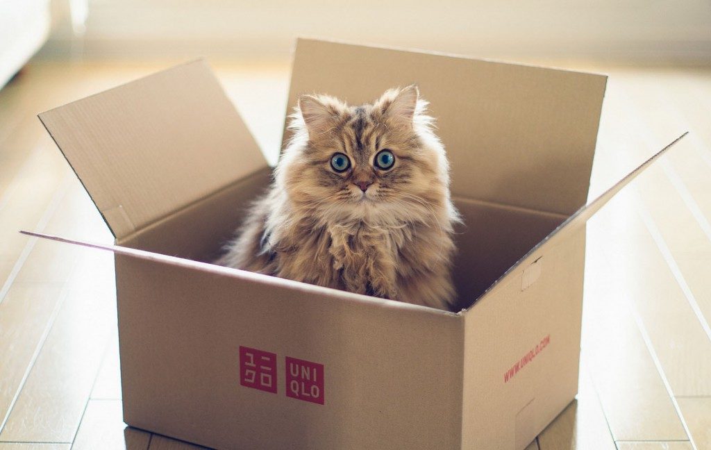 О коте