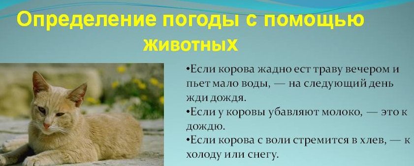 Приметы по животным