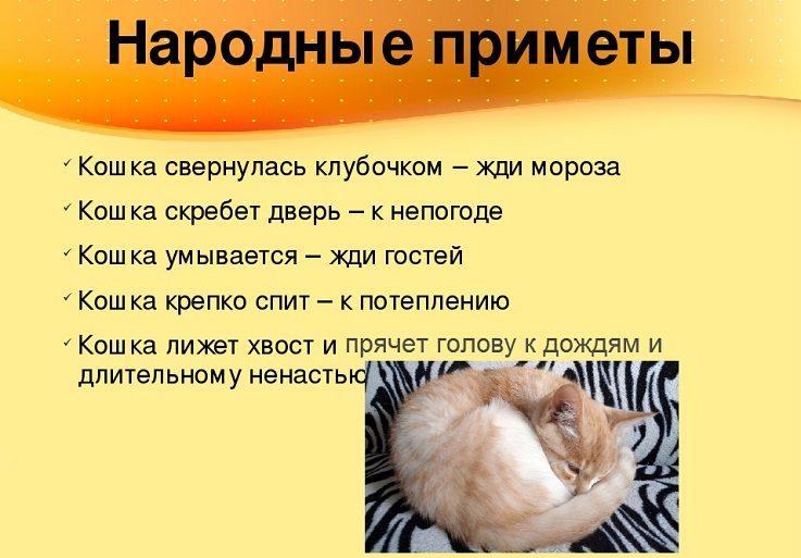 Приметы по животным