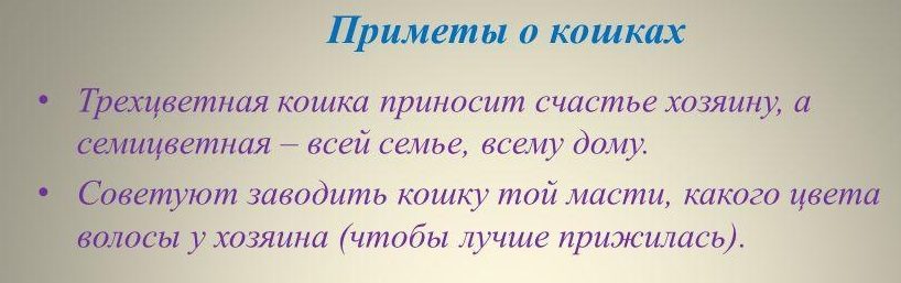 Народные приметы, связанные с кошками