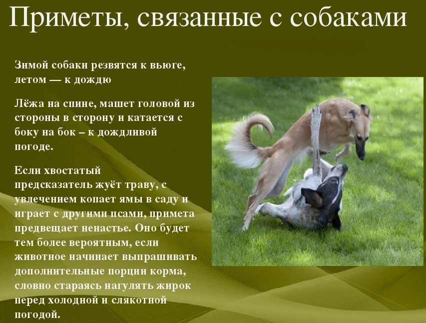 Народные приметы, связанные с собакой