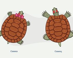 Как определить пол красноухой черепахи: как отличить самку от самца по внешним данным, поведению?