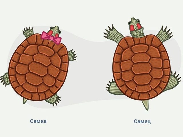 Как определить пол красноухой черепахи: как отличить самку от самца по внешним данным, поведению?
