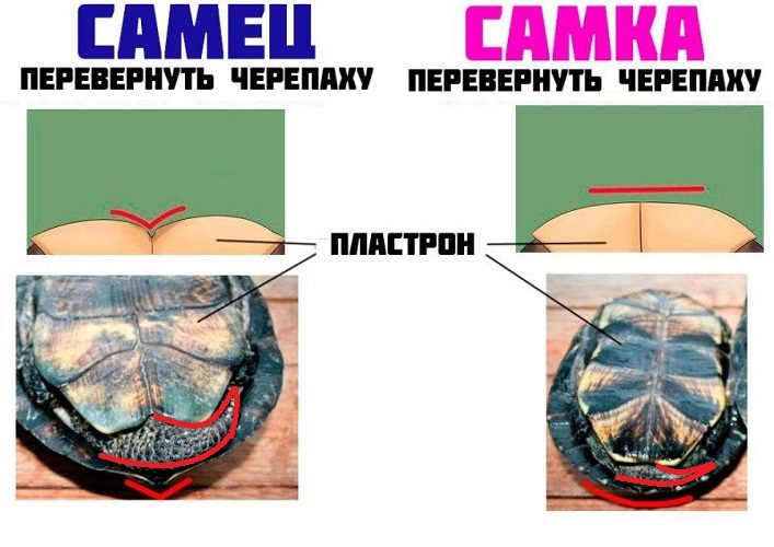 Сравнение