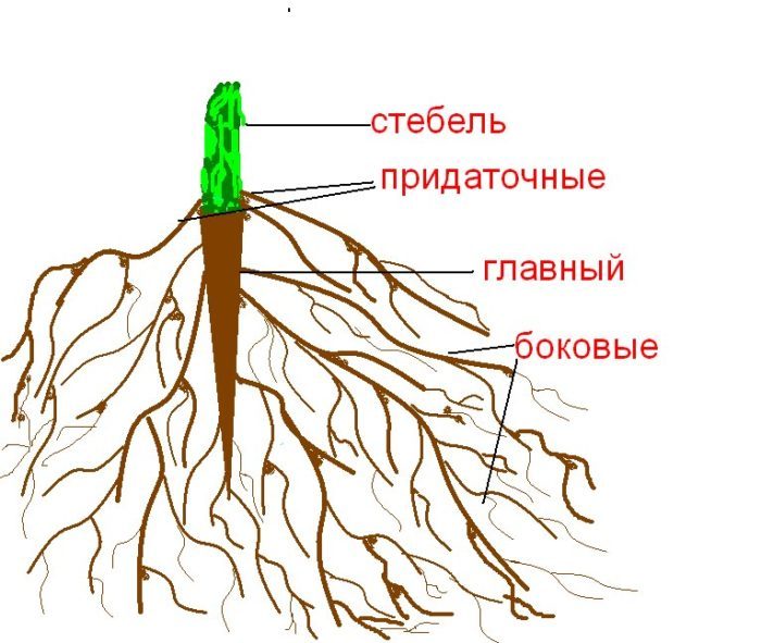Корень