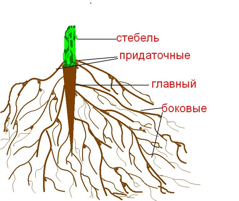 Корень