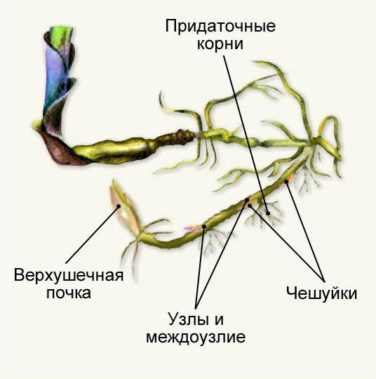 Корневище