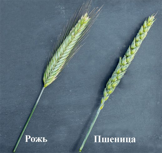 Пшеница и рожь: отличия
