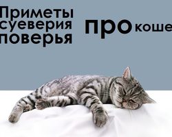 Как кошка договаривается с домовым и каких котят лучше дарить на свадьбу? Народные поверья о таинственных животных — кошках