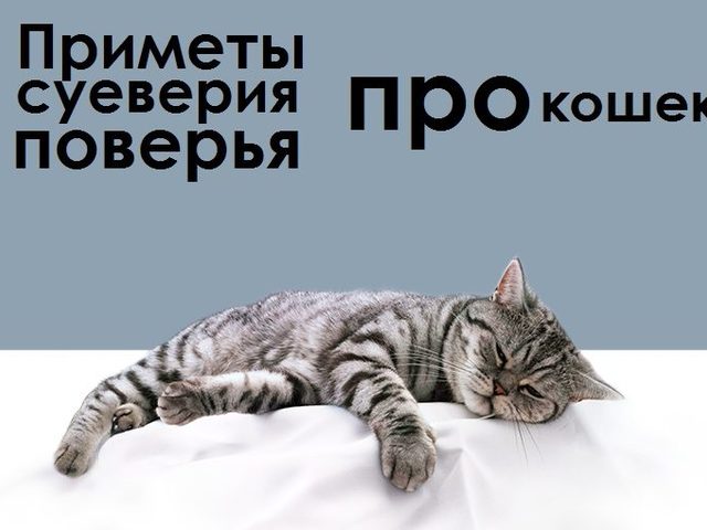 Как кошка договаривается с домовым и каких котят лучше дарить на свадьбу? Народные поверья о таинственных животных — кошках