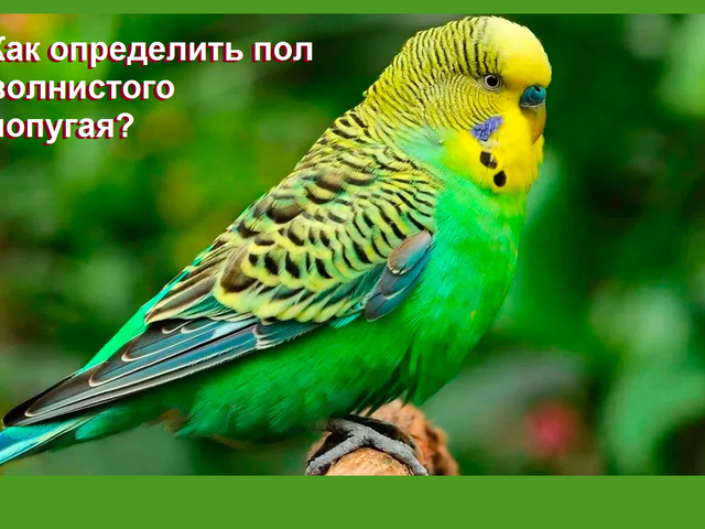 Как отличить волнистого попугая мальчика от девочки: внешнее отличие, признаки поведения самца, самки, восковица, фото