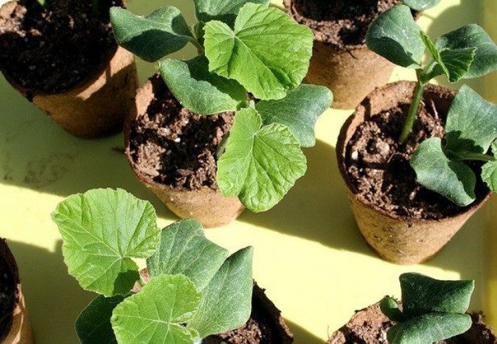 Находим отличия