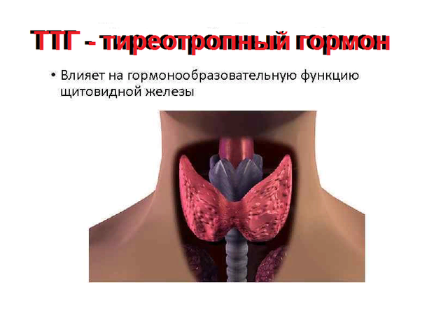ТТГ — что это такое: норма у женщин по возрасту: таблица. ТТГ и Т4 в норме: показатели щитовидной железы, при беременности. Тиреотропный гормон повышен или понижен: что это значит?