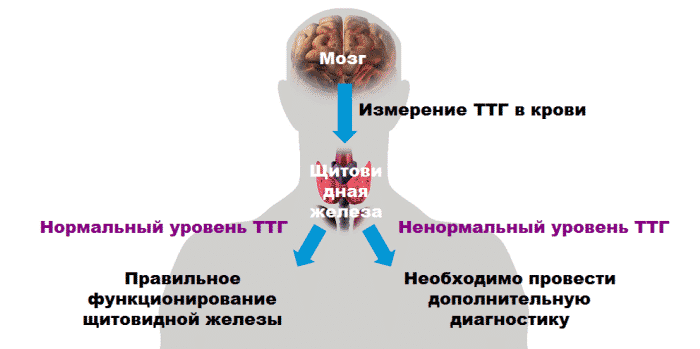 Ттг - секреторное вещество щитовидки