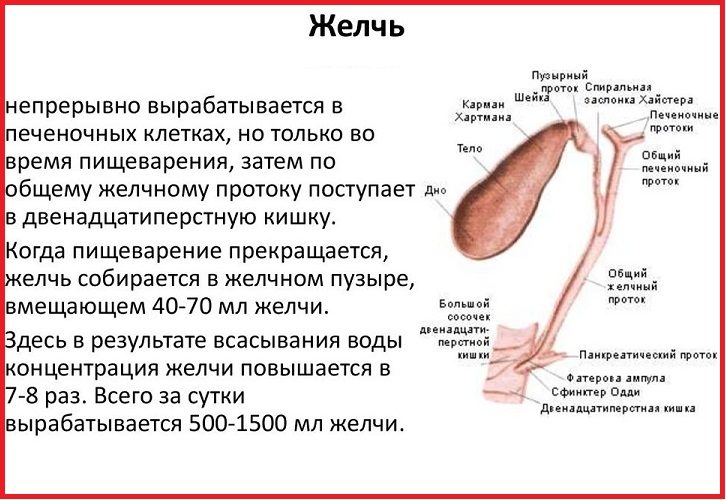 Понимаем, как устроена система вырабатывания желчи и необходимости желчного