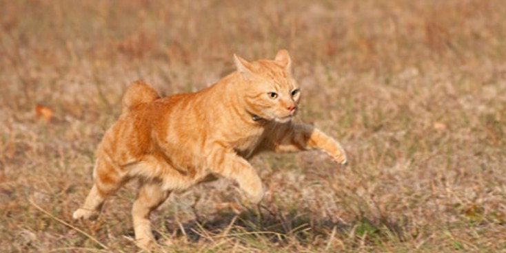 Кошка гонится