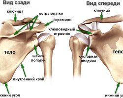 Плечевой сустав: строение, анатомия. Плечевой сустав: мышцы, связки, кости