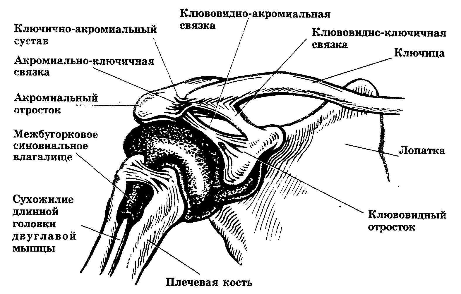 Кости сустава