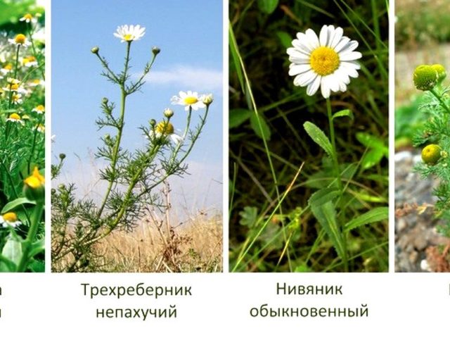 Как отличить ромашку аптечную от других видов ромашек: отличительные признаки ромашек римской, пахучей, полевой, собачьей, русской, ромашника непахучего, нивяника и пиретрума