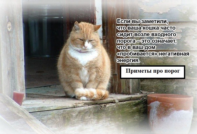 Кот на пороге