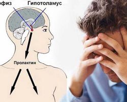 За что отвечает пролактин у мужчин: основные факторы, влияющие на концентрацию, симптомы и последствия повышения, допустимые параметры — как снизить уровень пролактина у мужчин?