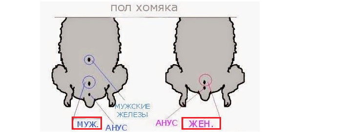 Схема определения пола хомяка