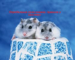 Как отличить хомяка мальчика от девочки — домашнего джунгарика, сирийского, маленького, новорожденного, взрослого: правила. Как определить пол хомяка: схема, фото, видео