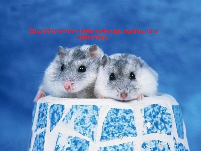 Как отличить хомяка мальчика от девочки — домашнего джунгарика, сирийского, маленького, новорожденного, взрослого: правила. Как определить пол хомяка: схема, фото, видео