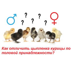 Как отличить цыпленка курицу от петуха в 2, 3 недели, 1, 2, 3, 4 месяца, в яйце: полезные советы, способы, фото, видео