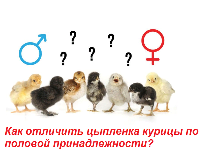 Как отличить цыпленка курицу от петуха в 2, 3 недели, 1, 2, 3, 4 месяца, в яйце: полезные советы, способы, фото, видео