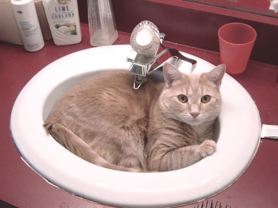 Купание кота