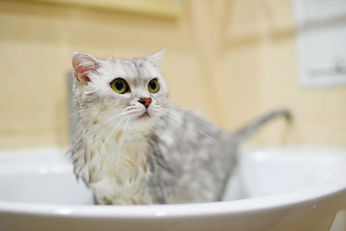 Мокрый котенок