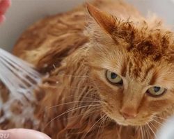 Как и чем можно помыть кошку, кота? Особенности купания кота. Обзор шампуней для мытья, купания котов и кошек