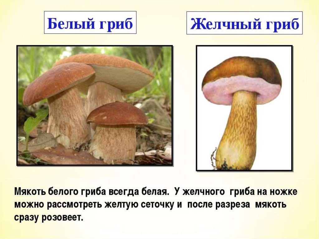 Отличия мякоти