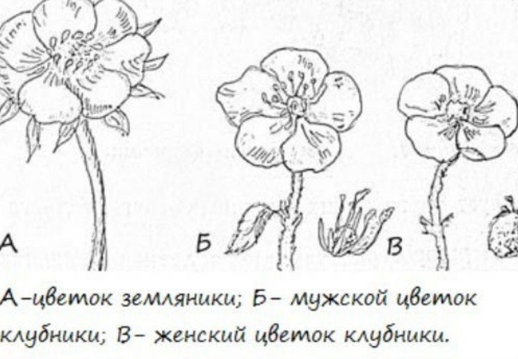 Отличия