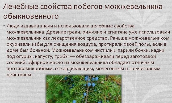Лечебные свойства можжевельника