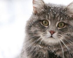 Приметы, связанные со смертью домашних питомцев